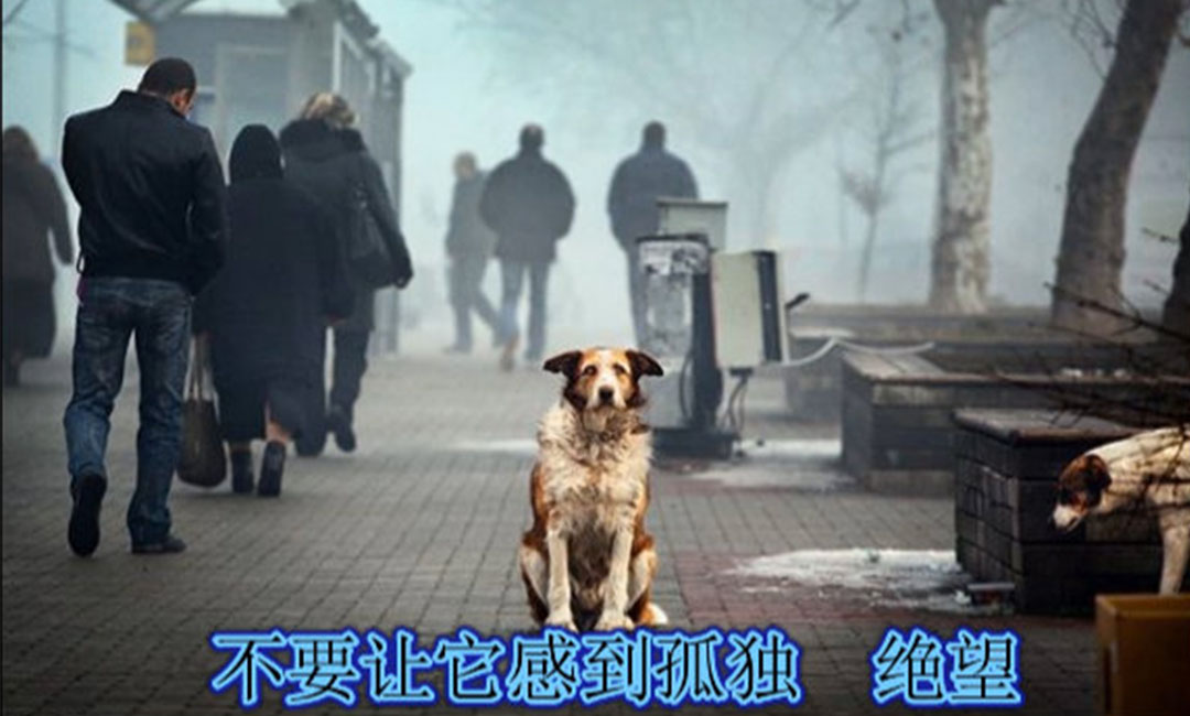 万州爱影圈微博微信转发案例